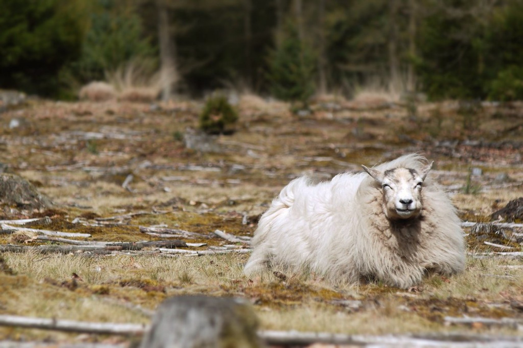 Schaap-flickr.jpg