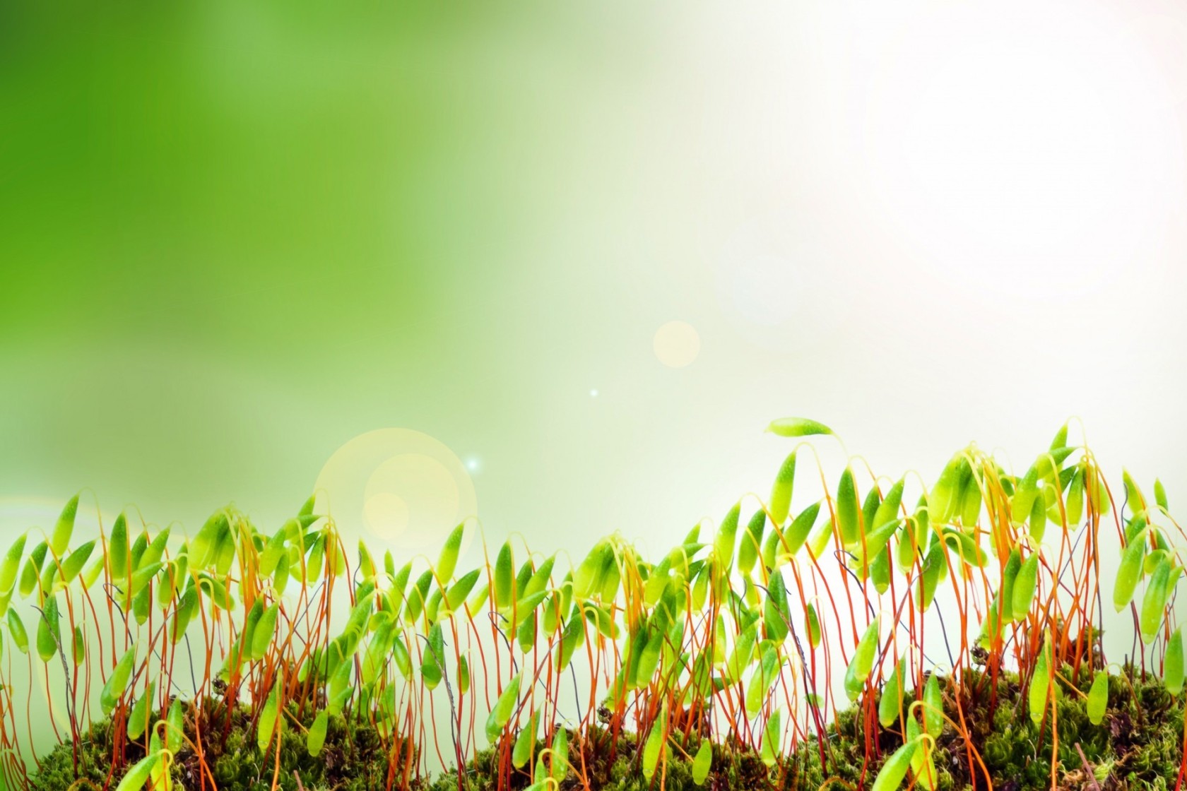 groei spruitjes groen 11 12 2014 pixabaycom.jpg