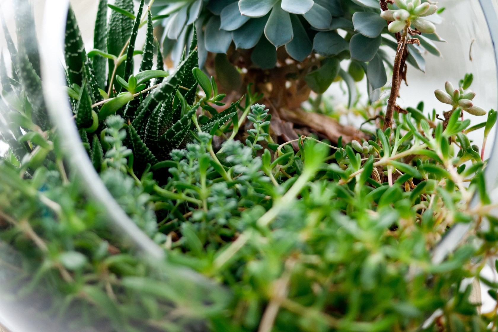 groen bokaal vetplant 20 11 2014 Jeff Sheldon Unsplash.jpg