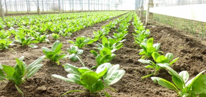 De Lochting - planten