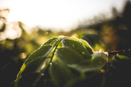 groen blaadjes dauw ochtend zon 07 10 2014 picjumbo.jpg