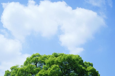 Boom lucht natuur Amana.jpg